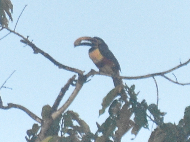 Chestnut-eared Araçari
