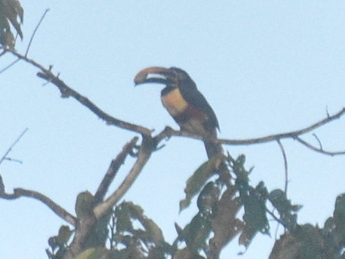 Chestnut-eared Araçari