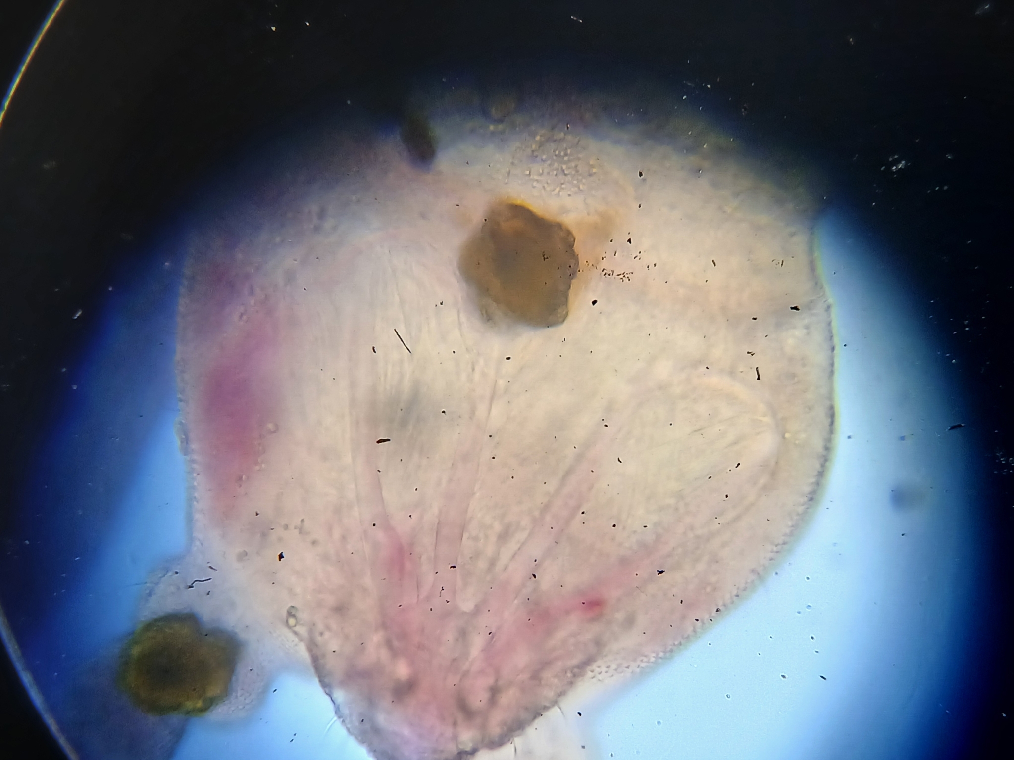 Brachystomella parvula (Schäffer, 1896)