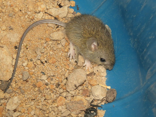 Highlands Pygmy Rice Rat (Oligoryzomys rupestris) — Data Deficient Mammalia