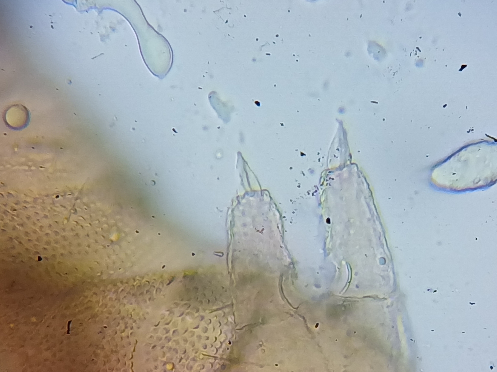 Brachystomella parvula (Schäffer, 1896)