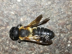 Megachile sculpturalis
