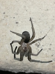 Filistata insidiatrix