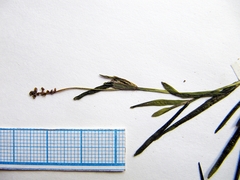 Potamogeton maackianus