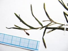 Potamogeton maackianus