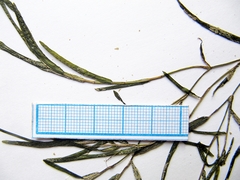 Potamogeton maackianus