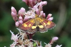 Pyrausta falcatalis