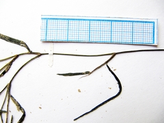 Potamogeton maackianus