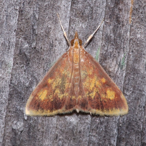 Mint-loving Pyrausta Moth photo 3