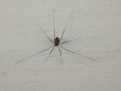 Opilio saxatilis