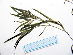 Potamogeton maackianus