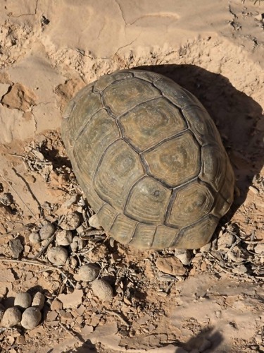 Egyptian Tortoise