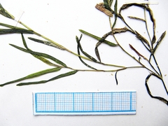 Potamogeton maackianus