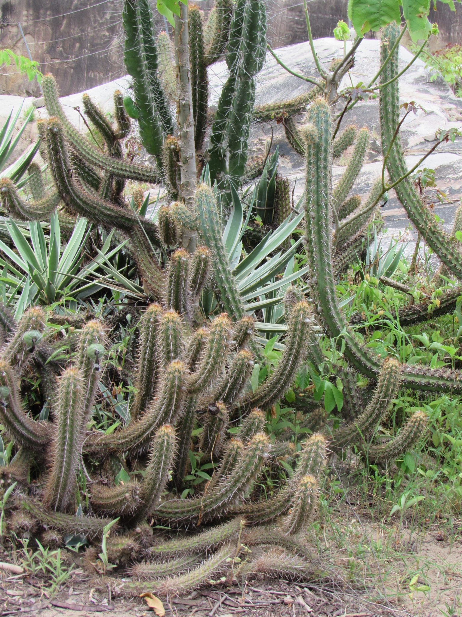 Xiquexique gounellei