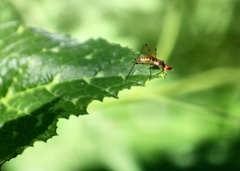 Micropeza stigmatica