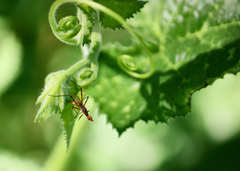 Micropeza stigmatica