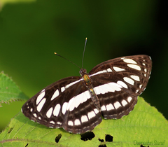 Neptis hylas