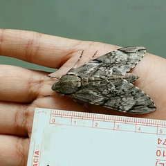 Psilogramma menephron