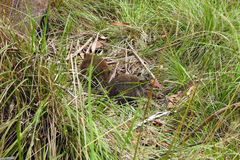 Potorous tridactylus
