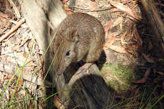 Potorous tridactylus