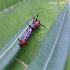 Euploea core