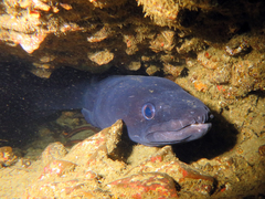 Conger verreauxi
