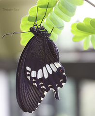 Papilio polytes