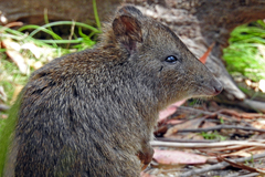 Potorous tridactylus