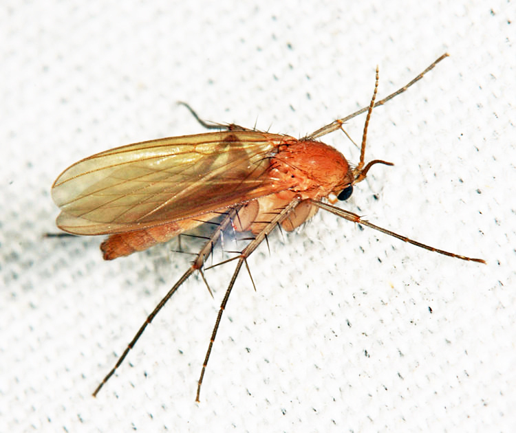 Mycetophila fisherae