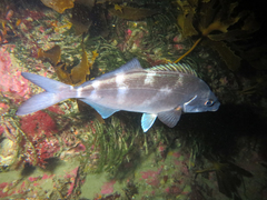 Latridopsis ciliaris