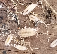 Porcellio laevis