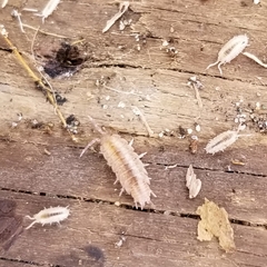 Porcellio laevis