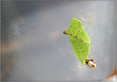 Graphium agamemnon