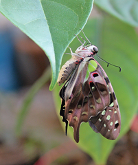 Graphium agamemnon