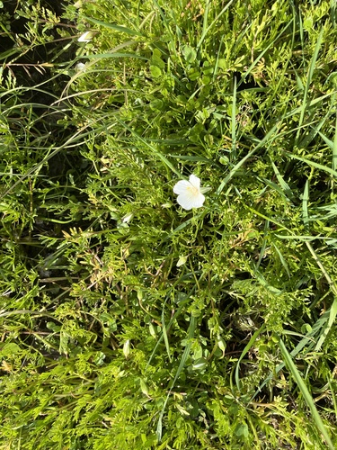 iNaturalist observation photo of white meadowfoam