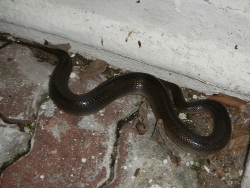 Photo of a Rainbow Mud Snake (Enhydris enhydris)