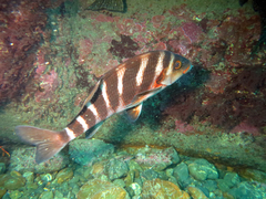 Chirodactylus spectabilis