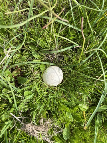 iNaturalist observation photo of Meadow Puffball