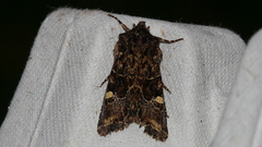 Neumichtis spumigera