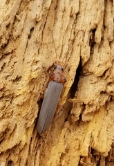 Copidita quadrimaculata