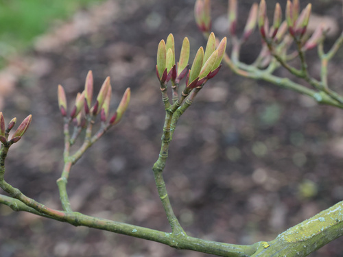 Acer morifolium iNat (1)