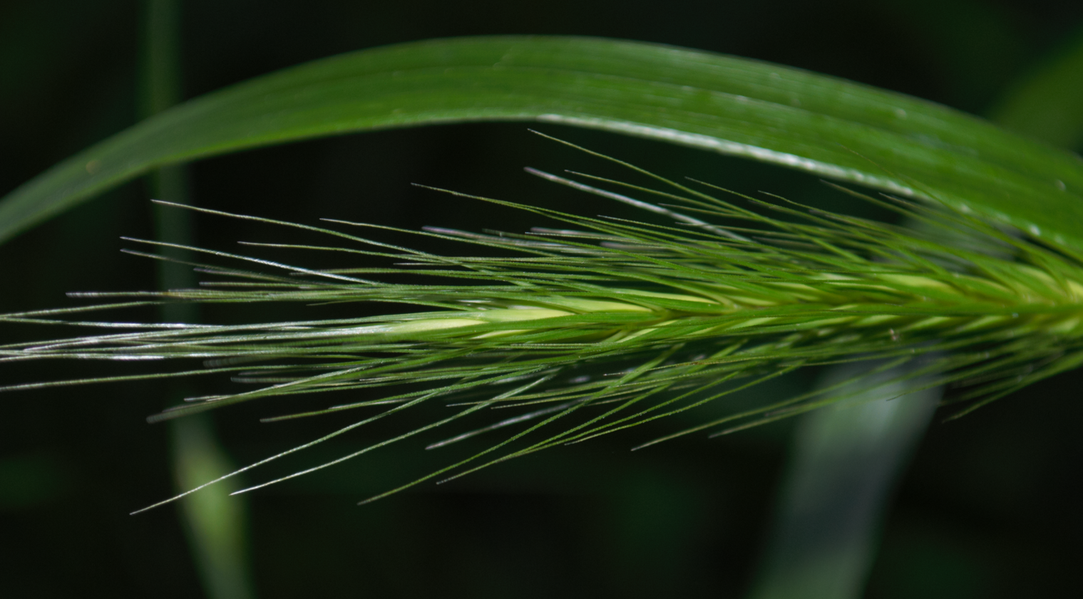 Image of Elymus villosus by (c) Zihao Wang, some rights reserved (CC BY)