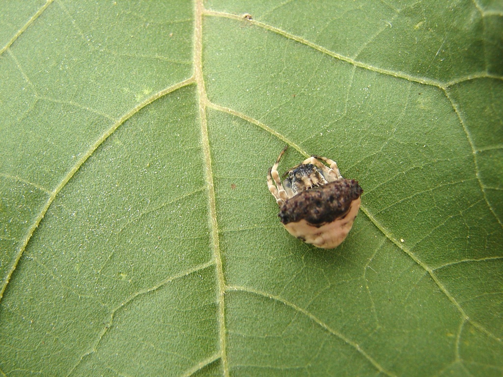 Mastophora conifera