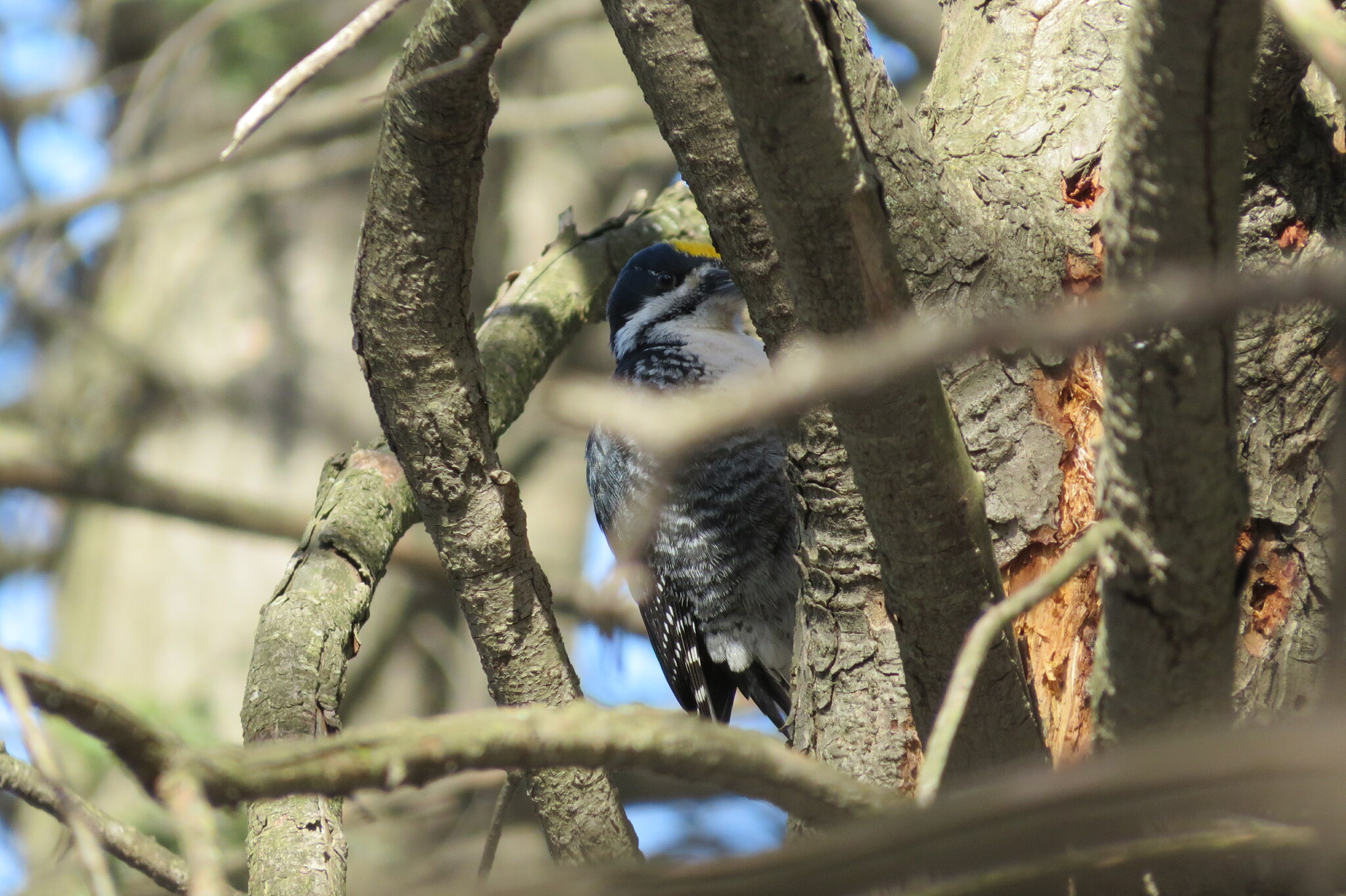 Black-backed Woodpecker illustration