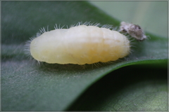 Talicada nyseus