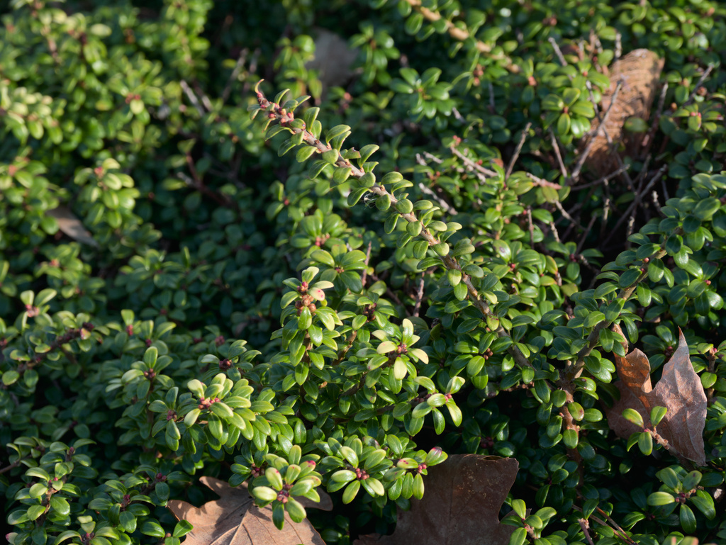 Conchophyllum
