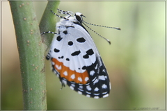 Talicada nyseus