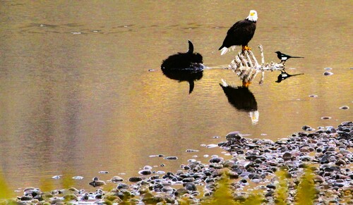 Bald Eagle photographed in Wyoming