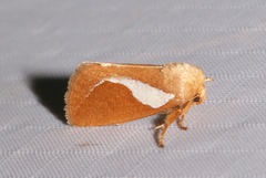 Prolimacodes trigona