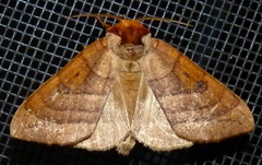 Datana major